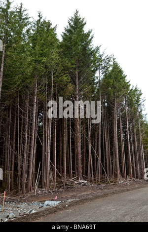 Wald, Kahlschlag, Konzept von Umweltschäden Stockfoto