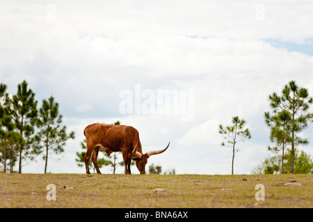 Leesburg, FL - Mär 2009 - Longhorn Kuh auf der offenen Weide in der Nähe von Leesburg, Florida Stockfoto