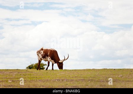 Leesburg, FL - Mär 2009 - Longhorn Kuh auf der offenen Weide in der Nähe von Leesburg, Florida Stockfoto