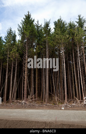 Wald, Kahlschlag, Konzept von Umweltschäden Stockfoto