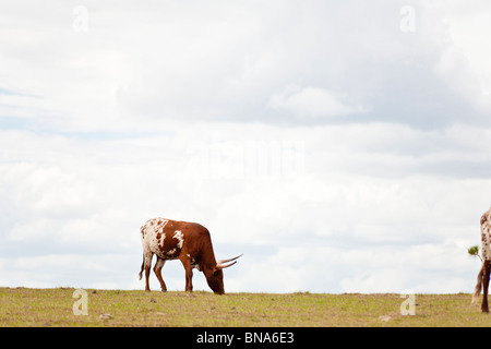 Leesburg, FL - Mär 2009 - Longhorn Kuh auf der offenen Weide in der Nähe von Leesburg, Florida Stockfoto