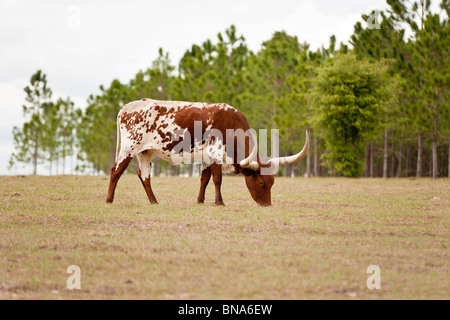 Leesburg, FL - Mär 2009 - Longhorn Kuh auf der offenen Weide in der Nähe von Leesburg, Florida Stockfoto