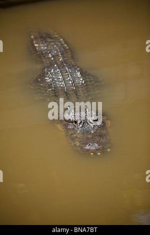 Amerikanischer Alligator (Alligator Mississipiensis) untergetaucht im Wasser Myrtle Beach, SC Stockfoto