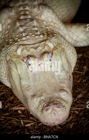 Seltenen Albino amerikanischer Alligator (Alligator Mississipiensis) entspannt auf dem Festland in Myrtle Beach, SC Stockfoto