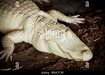 Seltenen Albino amerikanischer Alligator (Alligator Mississipiensis) entspannt auf dem Festland in Myrtle Beach, SC Stockfoto