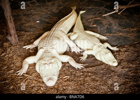 Seltenen Albino amerikanischer Alligator (Alligator Mississipiensis) mit Nachwuchs zu entspannen, auf dem Land in Myrtle Beach, SC Stockfoto