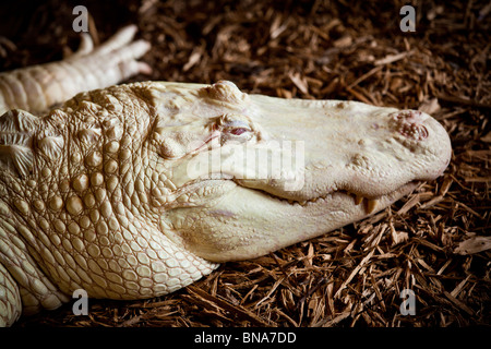 Seltenen Albino amerikanischer Alligator (Alligator Mississipiensis) entspannt auf dem Festland in Myrtle Beach, SC Stockfoto