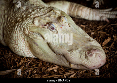 Seltenen Albino amerikanischer Alligator (Alligator Mississipiensis) entspannt auf dem Festland in Myrtle Beach, SC Stockfoto