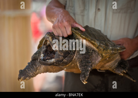 Alligator Schnappschildkröte (Macrochelys Temminckii) ist eines der größten Süßwasser-Schildkröten der Welt in Myrtle Beach, SC Stockfoto