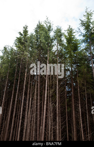 Wald, Regenwald, Douglasien Stockfoto