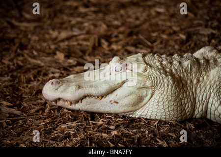Seltenen Albino amerikanischer Alligator (Alligator Mississipiensis) entspannt auf dem Festland in Myrtle Beach, SC Stockfoto