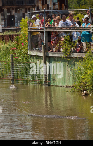 Touristen sehen amerikanische Alligatoren (Alligator Mississipiensis) bei Alligator Adventure in Myrtle Beach, SC Stockfoto