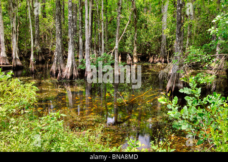 Cypress Swamp, Big Cypress National Preserve, Florida Stockfoto