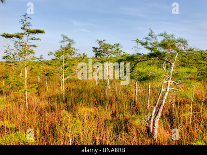 Zwerg Zypresse Bereich, Everglades National Park, Florida Stockfoto