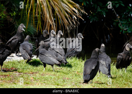 Schwarze Geier, Coragyps Atratus, Everglades National Park, Florida Stockfoto