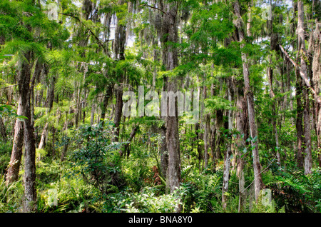 Sumpf, Loxahatchee Wildlife Refuge, Florida Stockfoto