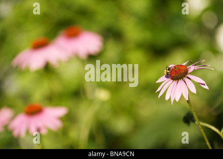 Bumble Biene (Bombus spp) auf violettem Blütenkäfer (Echinacea purpurea). Stockfoto