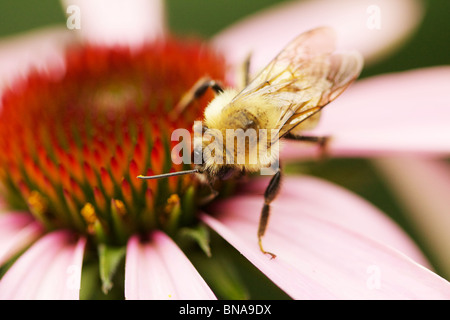 Bumble Biene (Bombus spp) auf violettem Blütenkäfer (Echinacea purpurea). Nahaufnahme Stockfoto