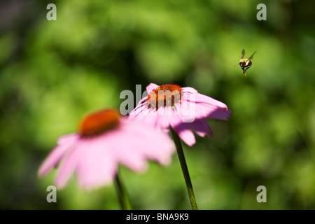 Bumble Biene (Bombus spp) im Flug über violetten Kegelblumen (Echinacea purpurea). Stockfoto