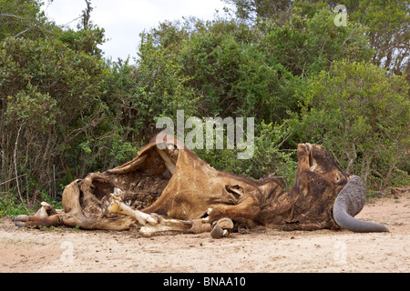 Carcasse eines afrikanischen oder Kap Büffel (Syncerus Caffer) Bullen in Addo Elephant National Park, Südafrika. Stockfoto