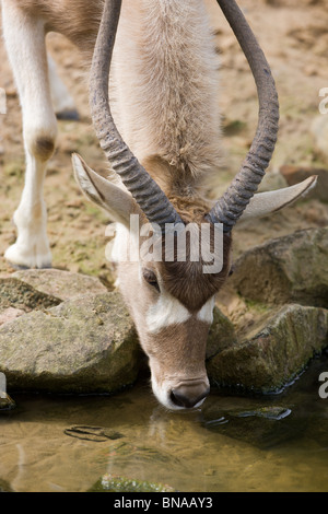 Addax-Antilopen-Trinkwasser - Addax nasomaculatus Stockfoto