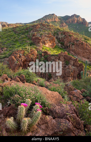 Superstition Mountains entlang der Apache Trail, Tonto National Forest östlich von Phoenix, Arizona. Stockfoto