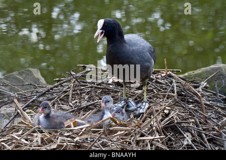 Blässhühner auf Nest mit jungen Küken Stockfoto