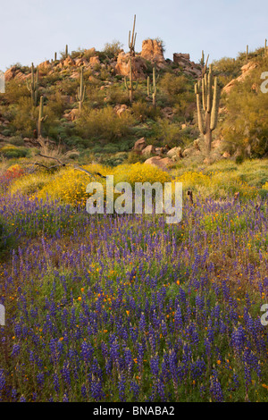 Wildblumen in der Nähe von Bartlett Lake, Tonto National Forest, in der Nähe von Phoenix, Arizona. Stockfoto