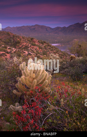 Wildblumen Bartlett See entlang, Tonto National Forest, in der Nähe von Phoenix, Arizona. Stockfoto