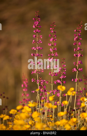 Frühling Wildblumen, Tonto National Forest östlich von Phoenix, Arizona. Stockfoto