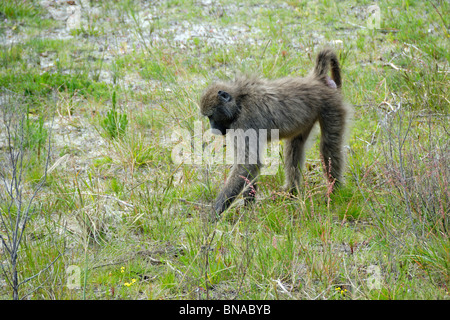 Chacma Pavian (Papio Ursinus), South Western Cape, Südafrika Stockfoto