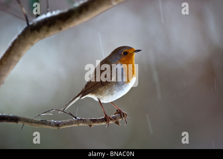 Robin im Schnee. Stockfoto