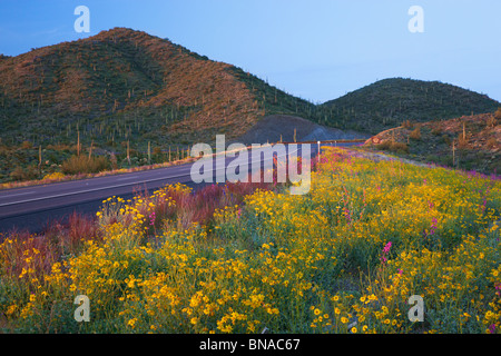 Frühling Wildblumen entlang Highway 60 (Aberglauben Highway), Tonto National Forest, östlich von Phoenix, Arizona. Stockfoto