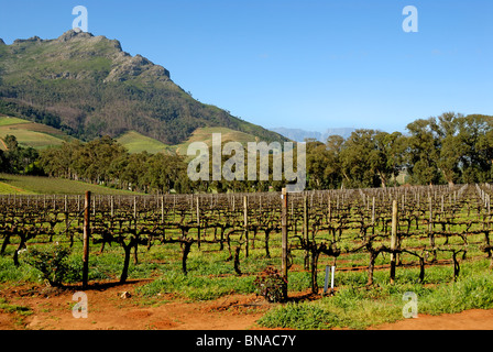 Südafrika-Weingut / Weinkellerei im Frühjahr, in der Nähe von Stellenbosch, South Western Cape, Südafrika Stockfoto