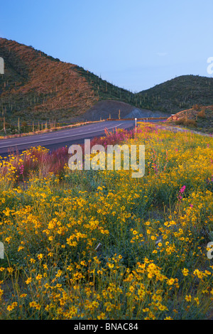 Frühling Wildblumen entlang Highway 60 (Aberglauben Highway), Tonto National Forest, östlich von Phoenix, Arizona. Stockfoto