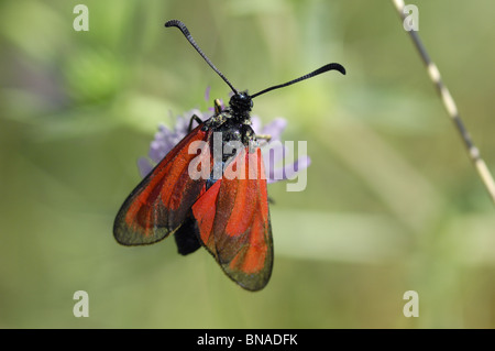 Transparente Burnet Motten (Zygaena Purpuralis) auf Witwenblume Blüte Stockfoto