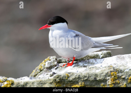 Küstenseeschwalbe Stockfoto