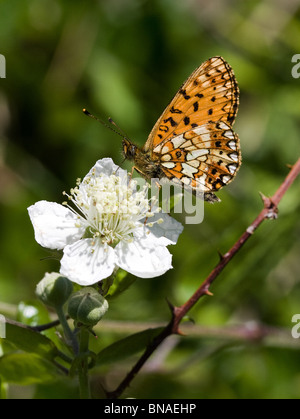 Kleine Perle grenzt Fritillary Boloria Selene Fütterung auf Bramble Blume Stockfoto