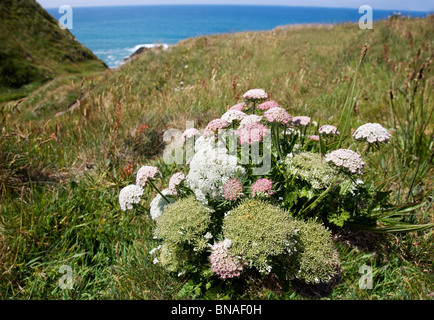 Wilde Möhre Daucus Carota auf Klippen über dem Atlantik an der Küste von North Cornwall Stockfoto
