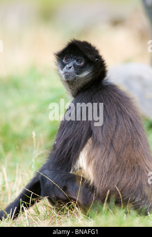 Mexikanische schwarz-handed Klammeraffe Ateles Geoffroyi weiblich Stockfoto