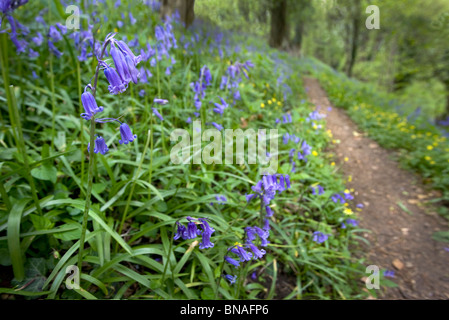 Glockenblumen Endymion nicht-Scriptus wachsende durch einen Waldweg in Somerset, England Stockfoto