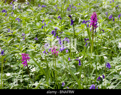 Early Purple Orchid Orchis mascula wächst unter Bluebells Wood Anemone und Dog's Mercury in einem britischen Waldgebiet in Kent Stockfoto