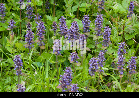 Signalhorn Ajuga Reptans Kolonie wächst von einem Wald Rand in Kent Stockfoto