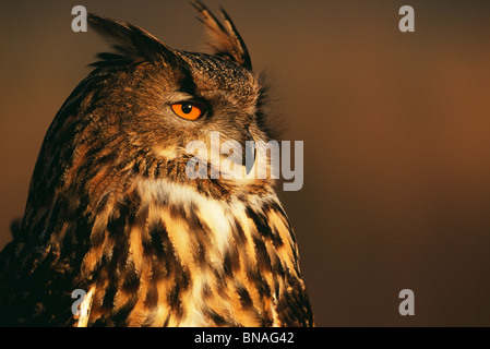 Europäische Uhus Porträt Stockfoto