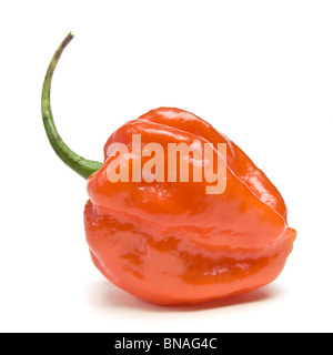 Red Hot Karibik Scotch Bonnet Chili aus niedrigen Perspektive isoliert gegen weiß. Stockfoto