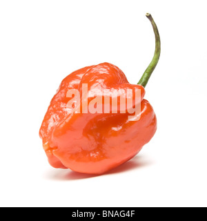 Red Hot Karibik Scotch Bonnet Chili aus niedrigen Perspektive isoliert gegen weiß. Stockfoto