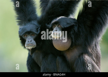 Siamang Gibbon paar Symphalangus syndactylus Stockfoto