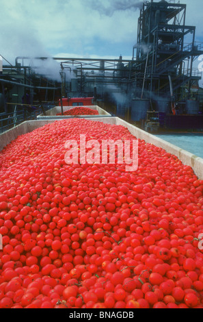 Tomatenpflanze Lebensmittel Verarbeitung Stockfoto