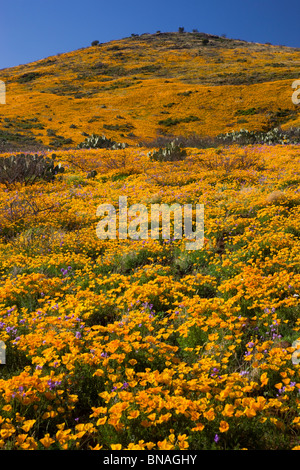 Wildblumen im Black Hills, Arizona. Stockfoto