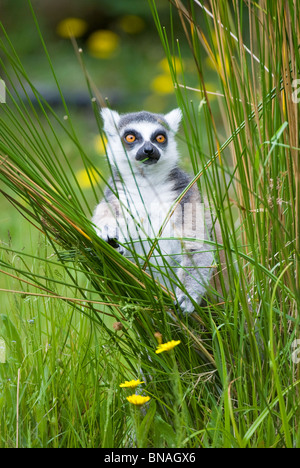 Ring Tail Lemur Lemur catta Stockfoto